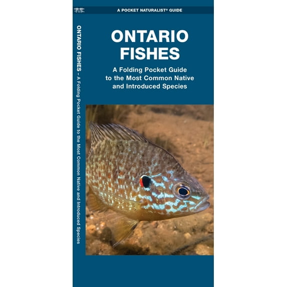 Pocket Naturalist Guide: Ontario Fishes : A Folding Pocket Guide to the Most Common Native and Introduced Species (Paperback)