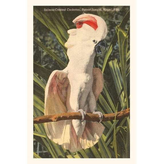 Pocket Sized - Found Image Press Journals: Vintage Journal Salmon-Crested Cockatoo, Florida (Paperback)