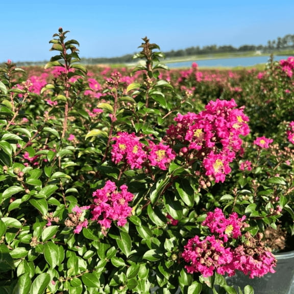 Pocomoke Crape Myrtle - Lagerstroemia indica 'Pocomoke'