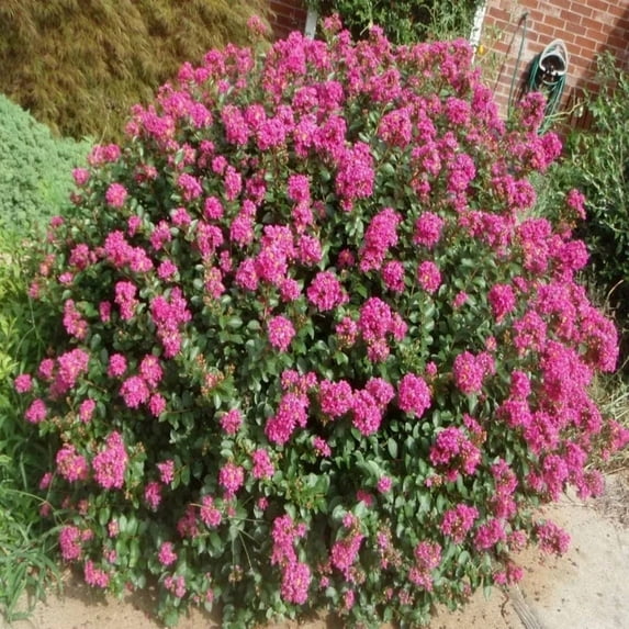Pocomoke Crape Myrtle Live Tree- Liner