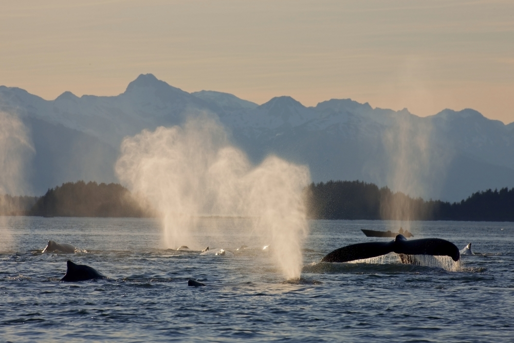 Pod Of Humpbacks Feeds Along The Shoreline Of Admiralty Island In Alaskas Inside Passage At Sunset Canvas Art - John Hyde Design Pics (18 x 12)