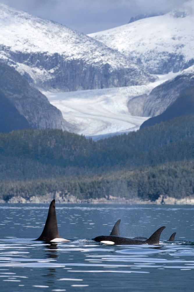 A Pod Of Orca Whales Surface In Favorite Passage Near Juneau With Eagle Glacier And Coast Range In The Background Alaska Composite Canvas Art - John Hyde Design Pics (12 x 18)