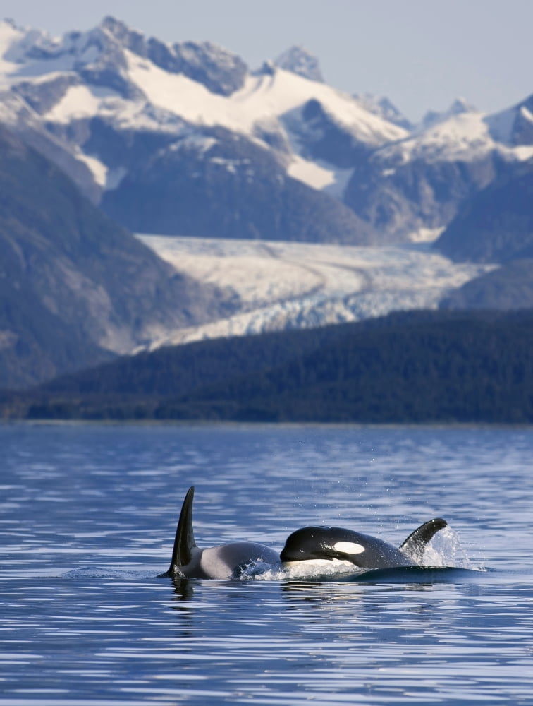 Pod Of Orca Whales Surfacing In Favorite Passage Of The Lynn Canal With Herbert Glacier And The Coastal Mountains In The Background In Southeast Alaska Canvas Art - John Hyde Design Pics (12 x 17)