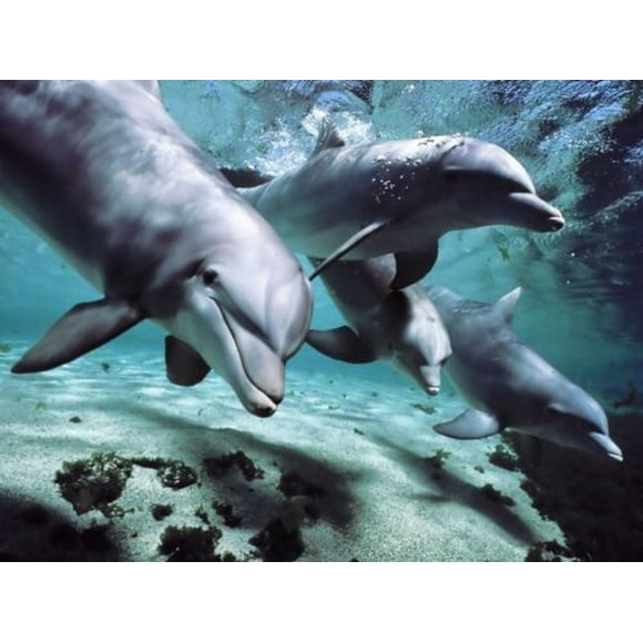 Pod of Dolphins Swimming ~ Edible Icing Image Cake Topper