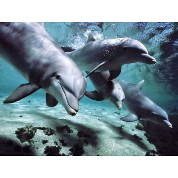 Pod of Dolphins Swimming ~ Edible Icing Image Cake Topper