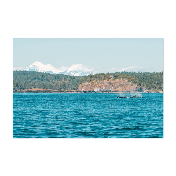 Pod of Orcas - Washington Photography Seascape Ocean Mountain Landscape Coast Nature Marine Life Unframed Wall Art Print 32 x 48 inches