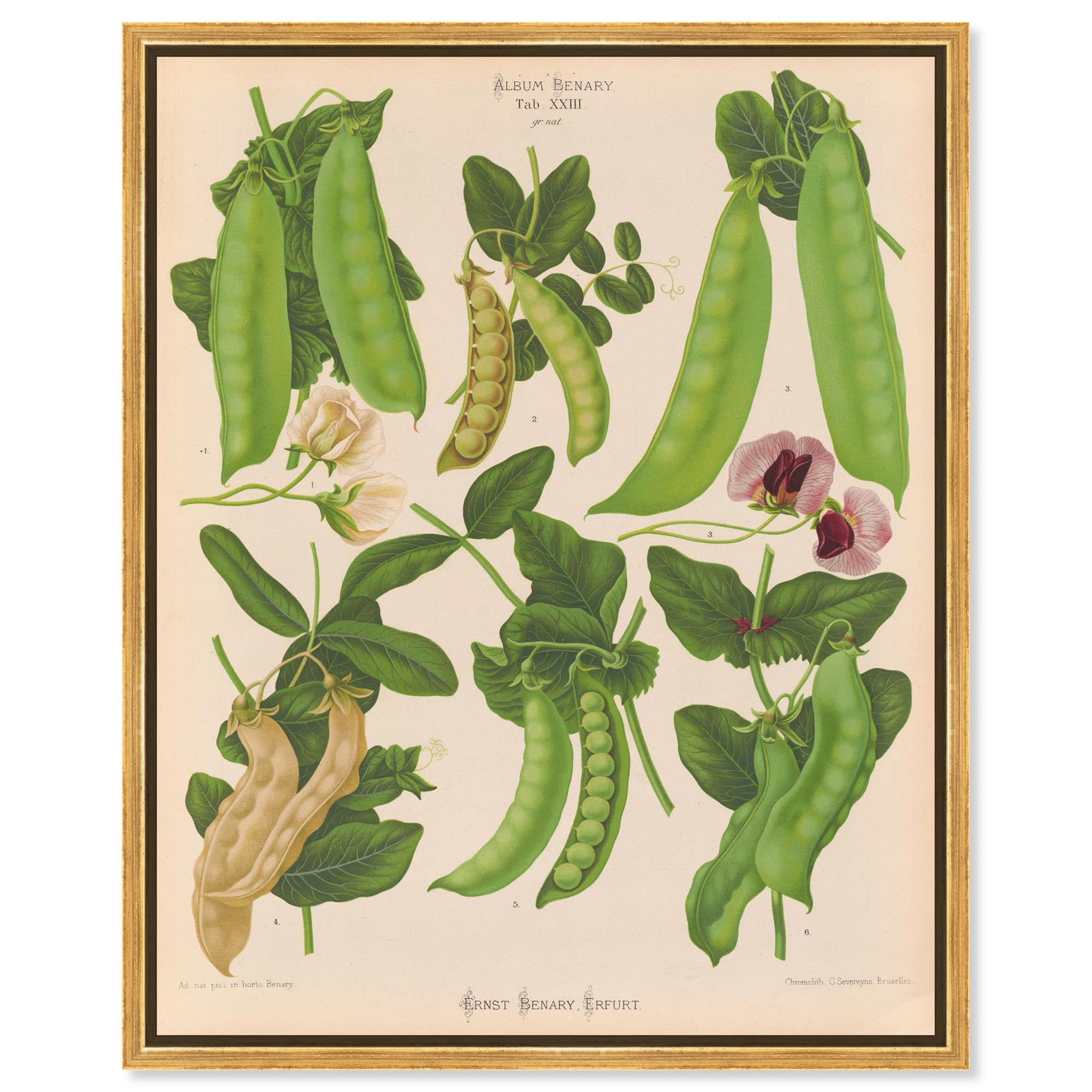 Peas Tab XXIII - Ernst Benary - Framed art Print main image 1