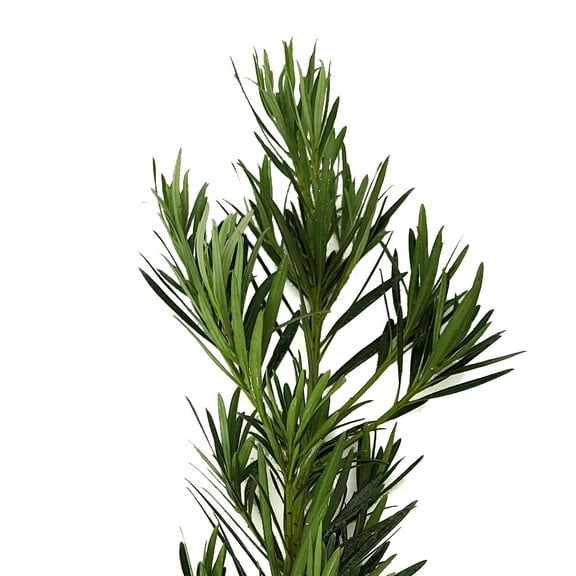Podocarpus - Farm Direct Fresh Cut Flowers - 200 Stems