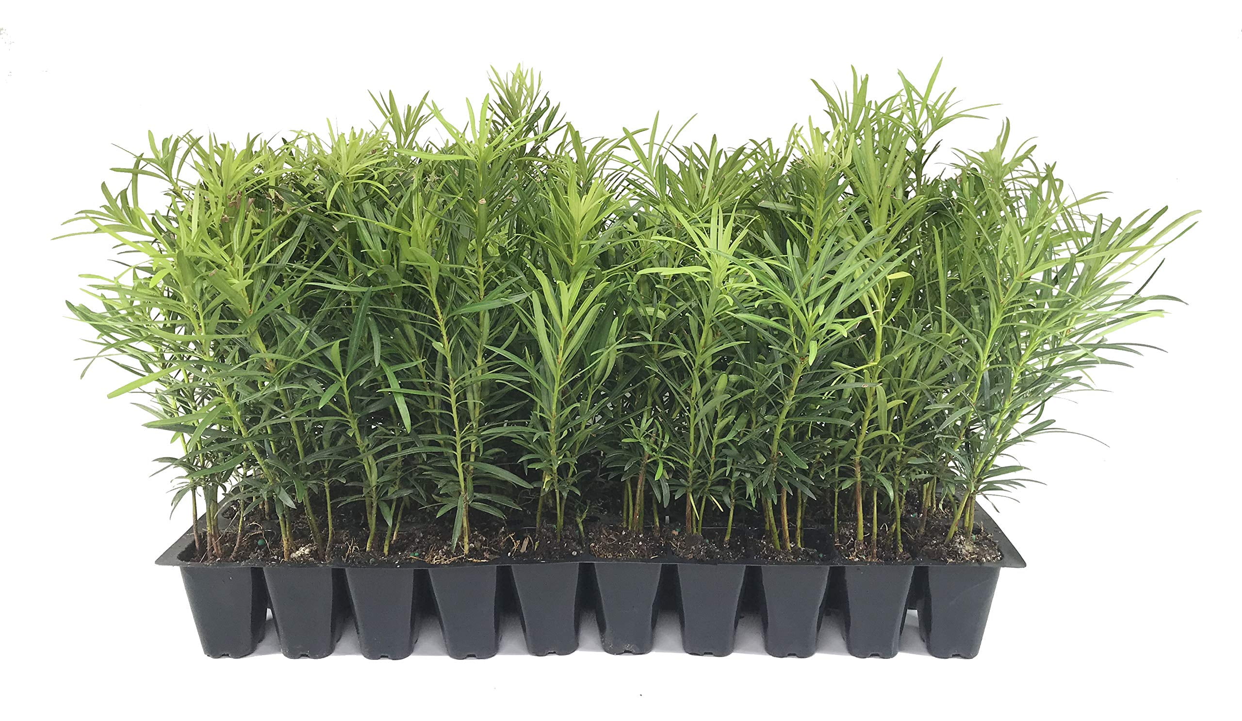 Podocarpus Japanese Yew | 30 Live Plants | Podocarpus Macrophyllus | Evergreen Shrub, Low Maintenance, Drought Tolerant, Privacy Screen, Landscaping Plant, Fast Growing, Ornamental Foliage
