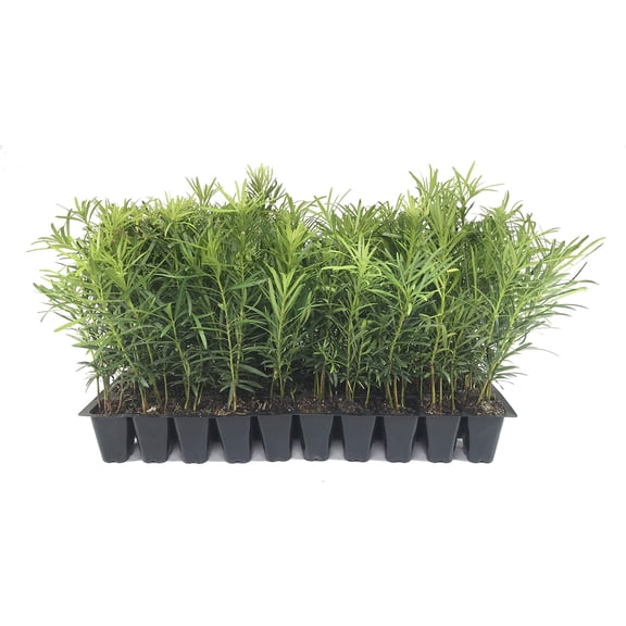 Podocarpus Japanese Yew | 30 Live Plants | Podocarpus Macrophyllus | Evergreen Shrub, Low Maintenance, Drought Tolerant, Privacy Screen, Landscaping Plant, Fast Growing, Ornamental Foliage