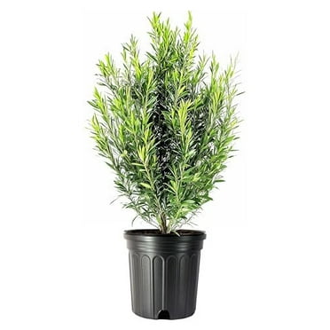 Podocarpus Macrophyllus  1 Extra Large 3 Gallon Plant  Japanese Yew  Low Maintenance Live Evergreen Privacy Hedge Shrub