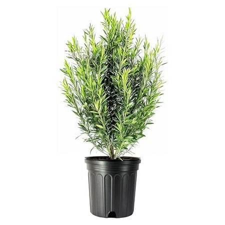 Podocarpus Macrophyllus 1 Extra Large 3 Gallon Plant Japanese Yew Low Maintenance Live Evergreen Privacy Hedge Shrub