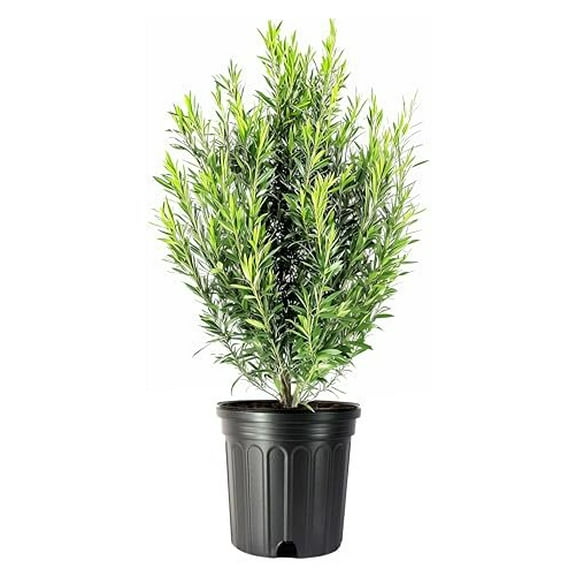 Podocarpus Macrophyllus  1 Extra Large 3 Gallon Plant  Japanese Yew  Low Maintenance Live Evergreen Privacy Hedge Shrub