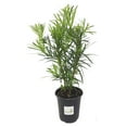 thumbnail image 1 of Podocarpus Macrophyllus, Durable Japanese Yew Shrub, Quart Pot, 1 of 4
