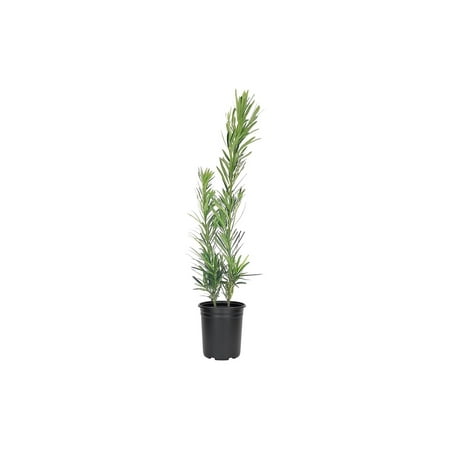 Podocarpus Macrophyllus Dwarf Pringles - 12 Live 4 Inch Pots - Dense Evergreen Low Hedge Plants