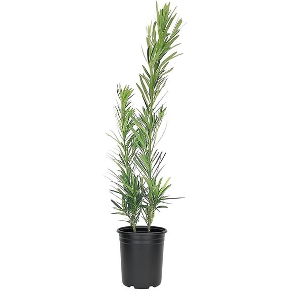 Podocarpus Macrophyllus Dwarf Pringles - 5 Live 4 Inch Pots - Dense Evergreen Low Hedge Plants