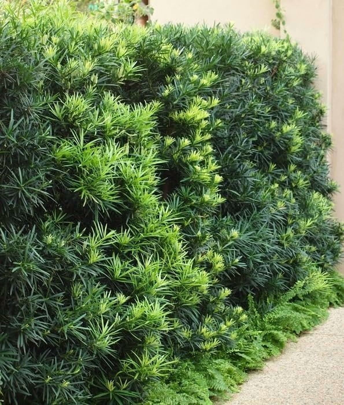 Podocarpus Macrophyllus I 2 Large Gallon Size Plants I Japanese