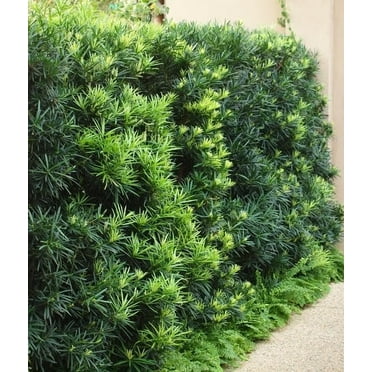 Podocarpus Macrophyllus I 2 Large Gallon Size Plants I Japanese Yew I Live Evergreen Yew Pine - Perfect for Landscaping and Privacy Screens