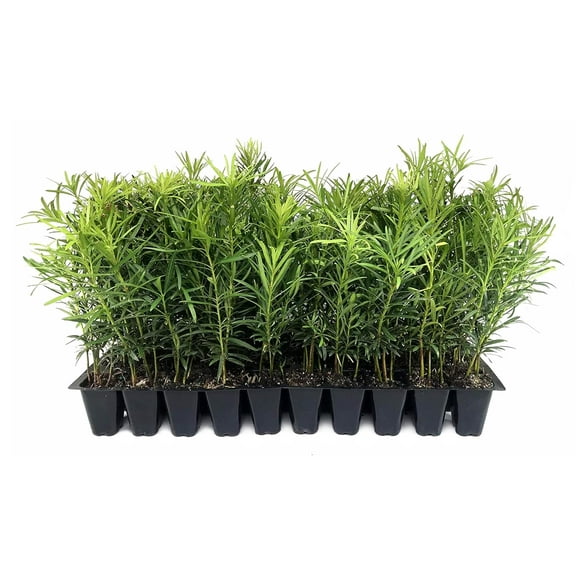 Podocarpus Macrophyllus Japanese Yew  10 Live Plants  Podocarpus macrophyllus  Privacy Hedge Shrub  Evergreen Landscaping Plants for Gardens & Borders