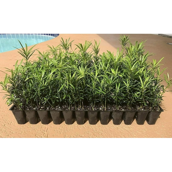 Podocarpus Macrophyllus Japanese Yew - 20 Live Plants - Low Maintenance Evergreen Hedge