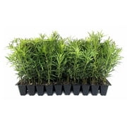 Podocarpus Macrophyllus Japanese Yew 60 Live Plants Podocarpus macrophyllus Privacy Hedge Shrub Evergreen Landscaping Plants for Gardens & Borders