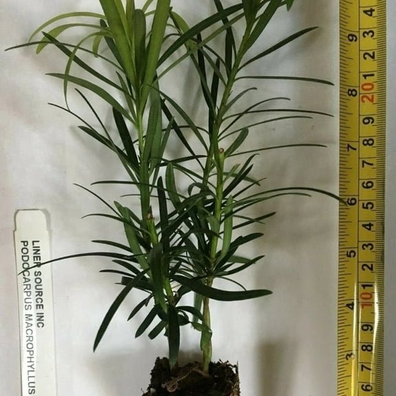 Podocarpus Macrophyllus Live Starter Plant (1 Plant) – Less Than 12 Inches Tall