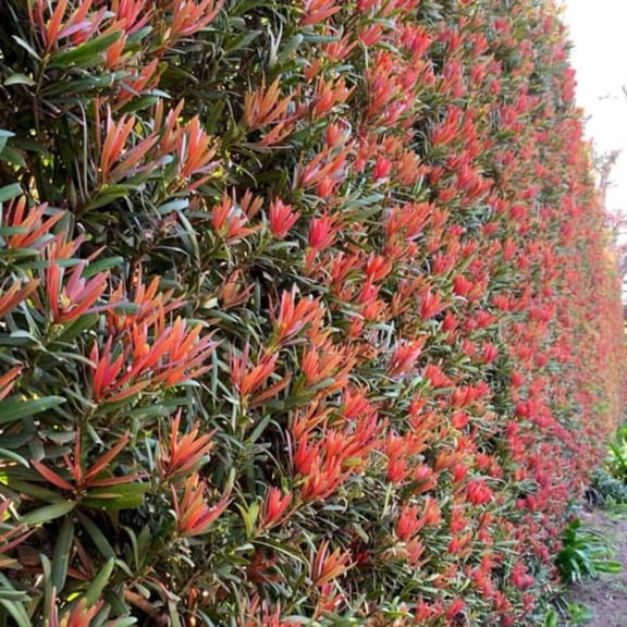 GoBuyPlants Podocarpus Mood Ring - 3 Gal