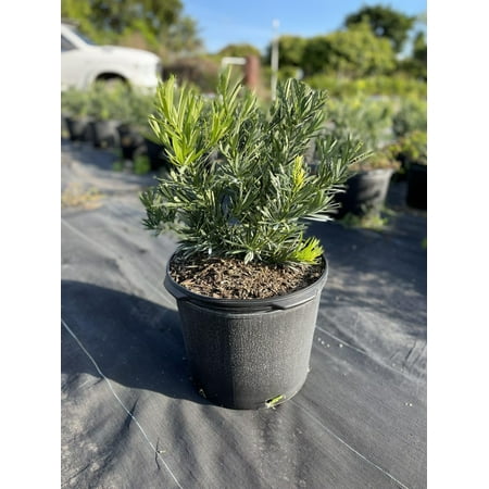 Podocarpus Pringles Petite 3 Extra Large 3 Gallon Plants Dwarf Podocarpus Macrophyllus Low Maintenance Shrub Compact Evergreen Ideal for Small Spaces & Hedges