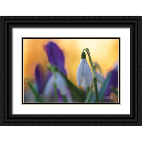 Podt, Martin 14x11 Black Ornate Wood Framed with Double Matting Museum Art Print Titled - Snowdrop at Sunset