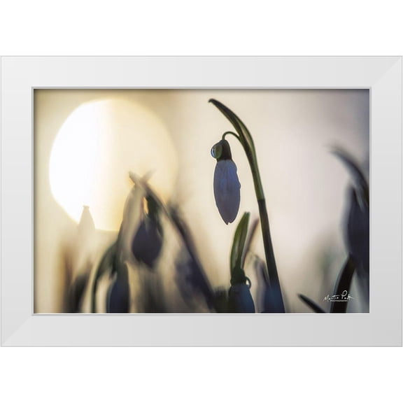 Podt, Martin 14x11 White Modern Wood Framed Museum Art Print Titled - Backlit Snowdrop