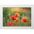 thumbnail image 1 of Podt, Martin 18x13 White Modern Wood Framed Museum Art Print Titled - Poppy Field III, 1 of 4