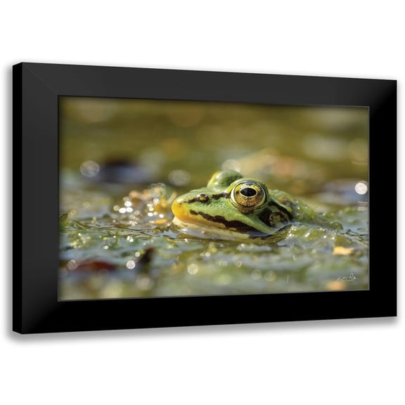 Podt, Martin 24x17 Black Modern Framed Museum Art Print Titled - Frog