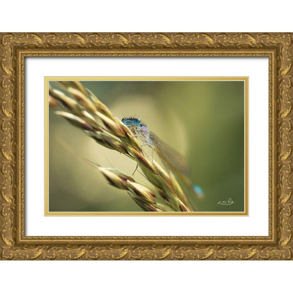 Podt, Martin 24x17 Gold Ornate Wood Framed with Double Matting Museum Art Print Titled - Damselfly