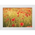 thumbnail image 1 of Podt, Martin 24x17 White Modern Wood Framed Museum Art Print Titled - Poppy Field I, 1 of 4