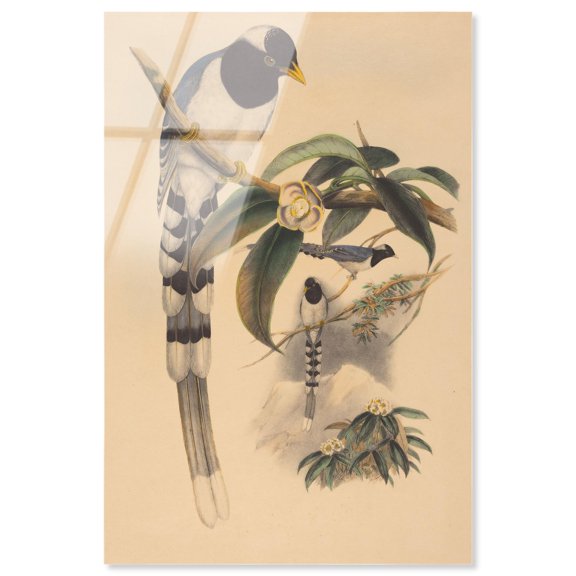 Poem of a Tail Acrylic Print Botanical Art by Art Remedy, Ready to Hang, 30 x 45