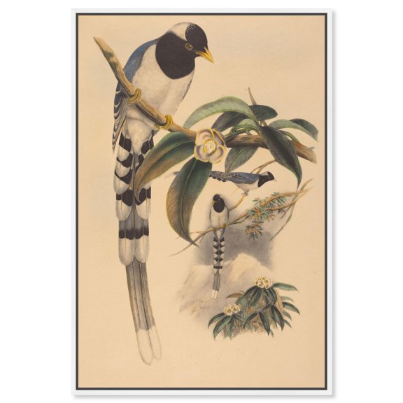 Poem of a Tail Canvas Print Botanical Art by Art Remedy, White Frame, 36 x 54