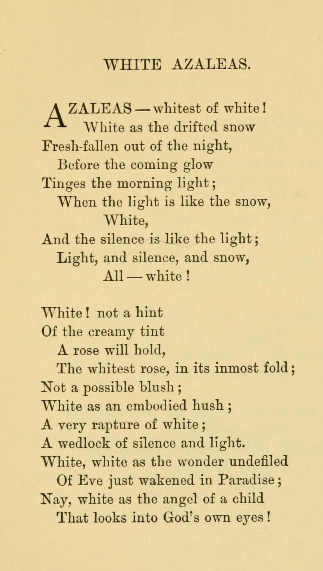 Poems 1889 White Azaleas Canvas Art - Harriet-1917) McEwen Kimball (24 x 36)