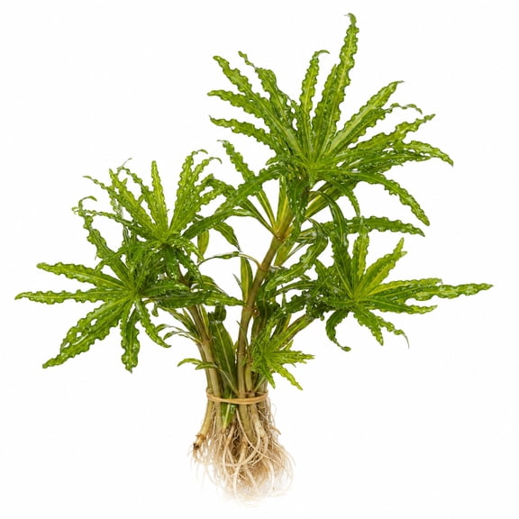 Pogostemon Helferi Live Aquarium Plant Bunch 2-6 Inches Freshwater