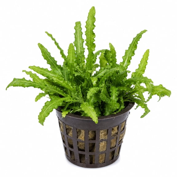 Pogostemon Helferi Live Aquarium Plant 2 Inch Pot Freshwater Plant