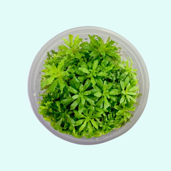 Pogostemon Helferi Bunch Size: Tissue Culture Live Aquarium Plants BUY 2 GET 1 FREE