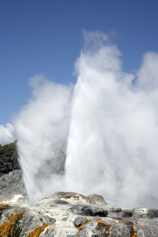 Pohutu and Prince of Wales Feathers Geyser Whakarewarewa Rotorua New Zealand Canvas Art - Richard RoscoeStocktrek Images (23 x 35)