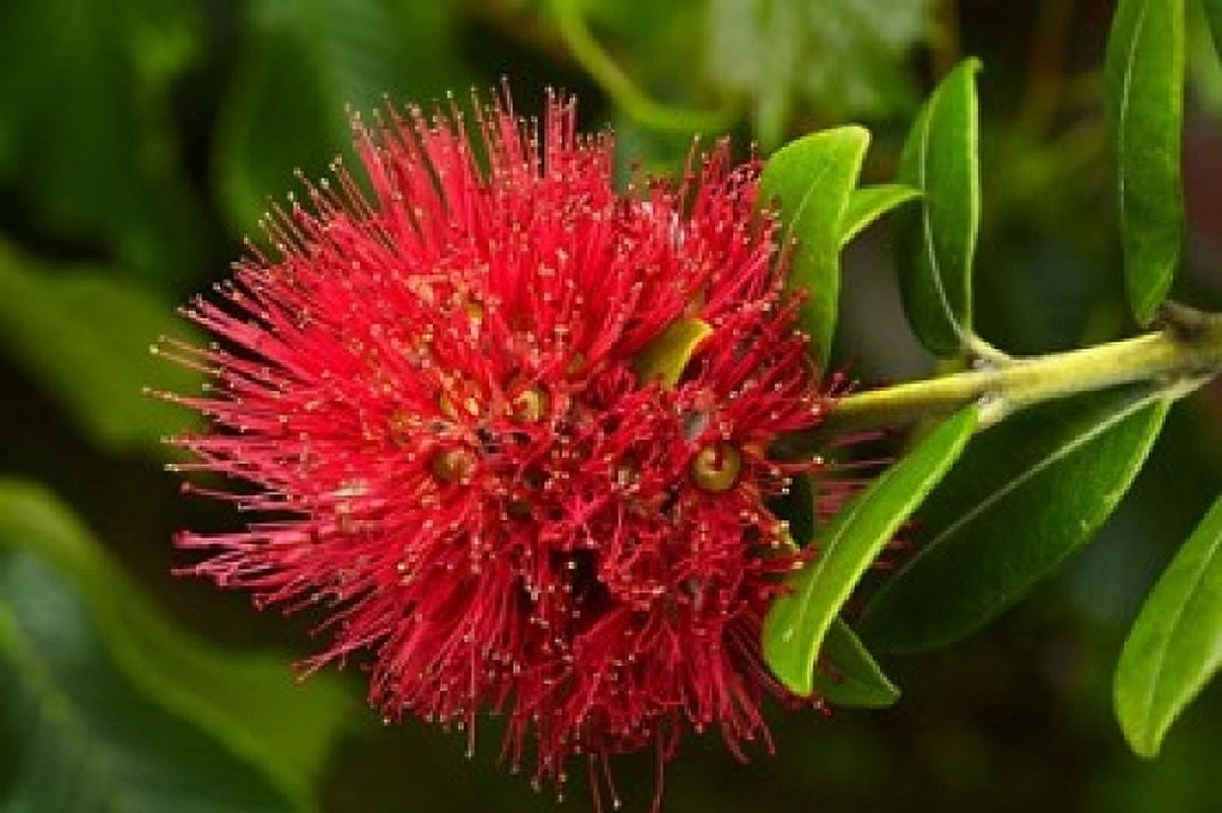 Pohutukawa Flower Dunedin South Island New Zealand Canvas Art - David Wall DanitaDelimont (36 x 24)