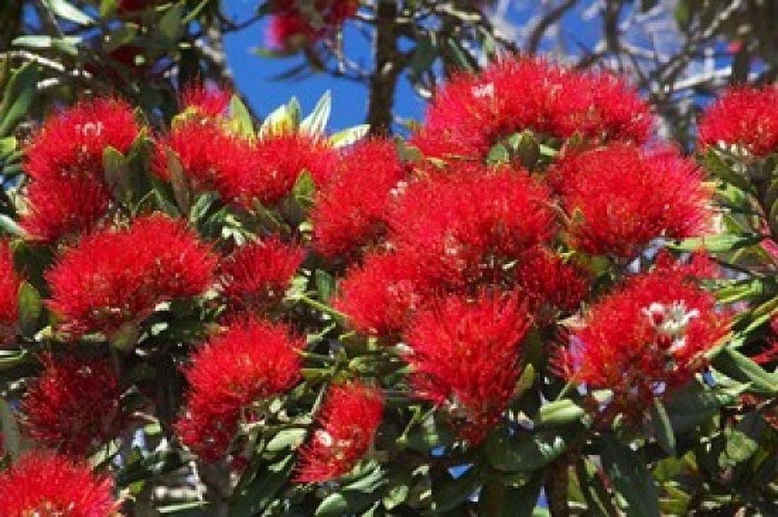 Pohutukawa Flowers Canvas Art - David Wall DanitaDelimont (36 x 24)