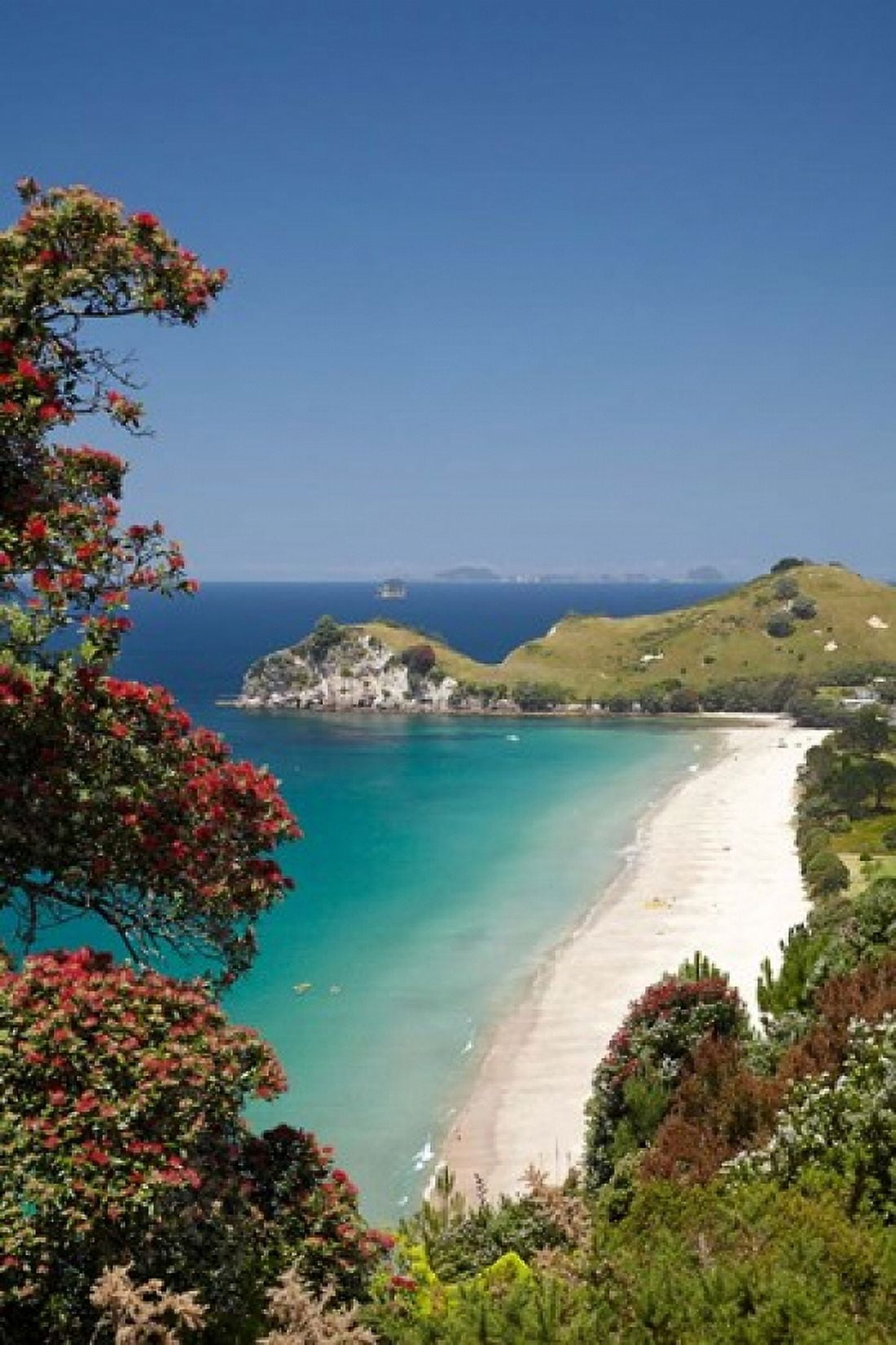 Pohutukawa Tree Beach North Island New Zealand Canvas Art - David Wall DanitaDelimont (25 x 38)