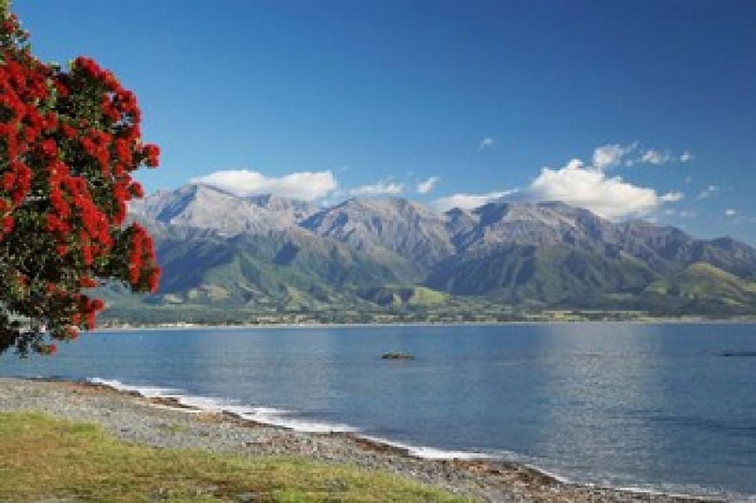 Pohutukawa Tree Marlborough South Island New Zealand Canvas Art - David Wall DanitaDelimont (34 x 23)