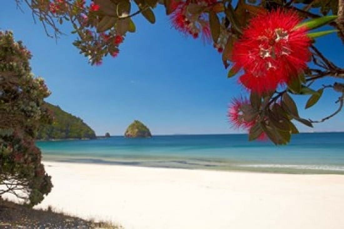 Pohutukawa Tree in Bloom and New Chums Beach North Island New Zealand Canvas Art - David Wall DanitaDelimont (19 x 12)