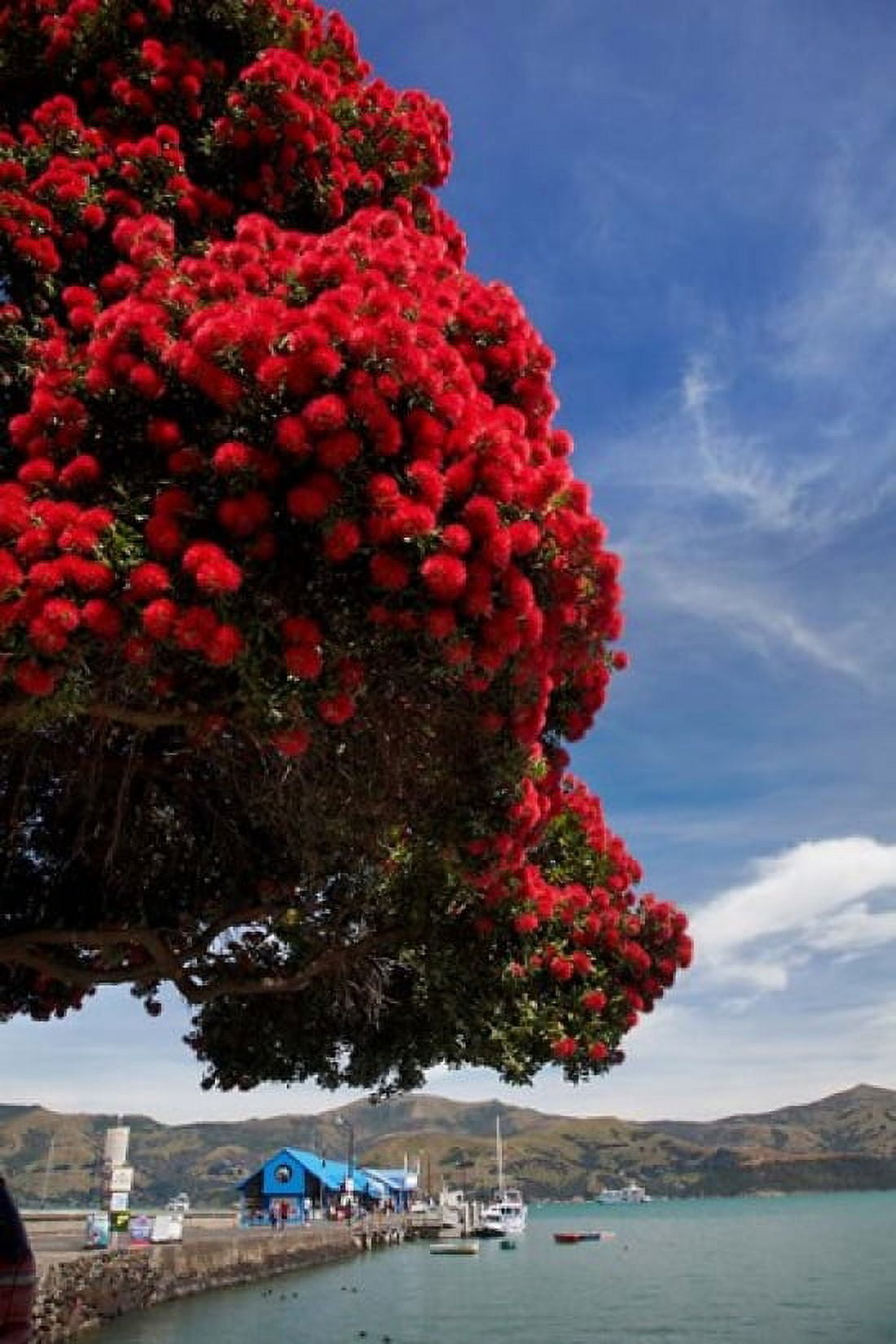 Pohutukawa tree and Akaroa Harbour Akaroa Banks Peninsula Canterbury South Island New Zealand Canvas Art - David Wall DanitaDelimont (19 x 29)