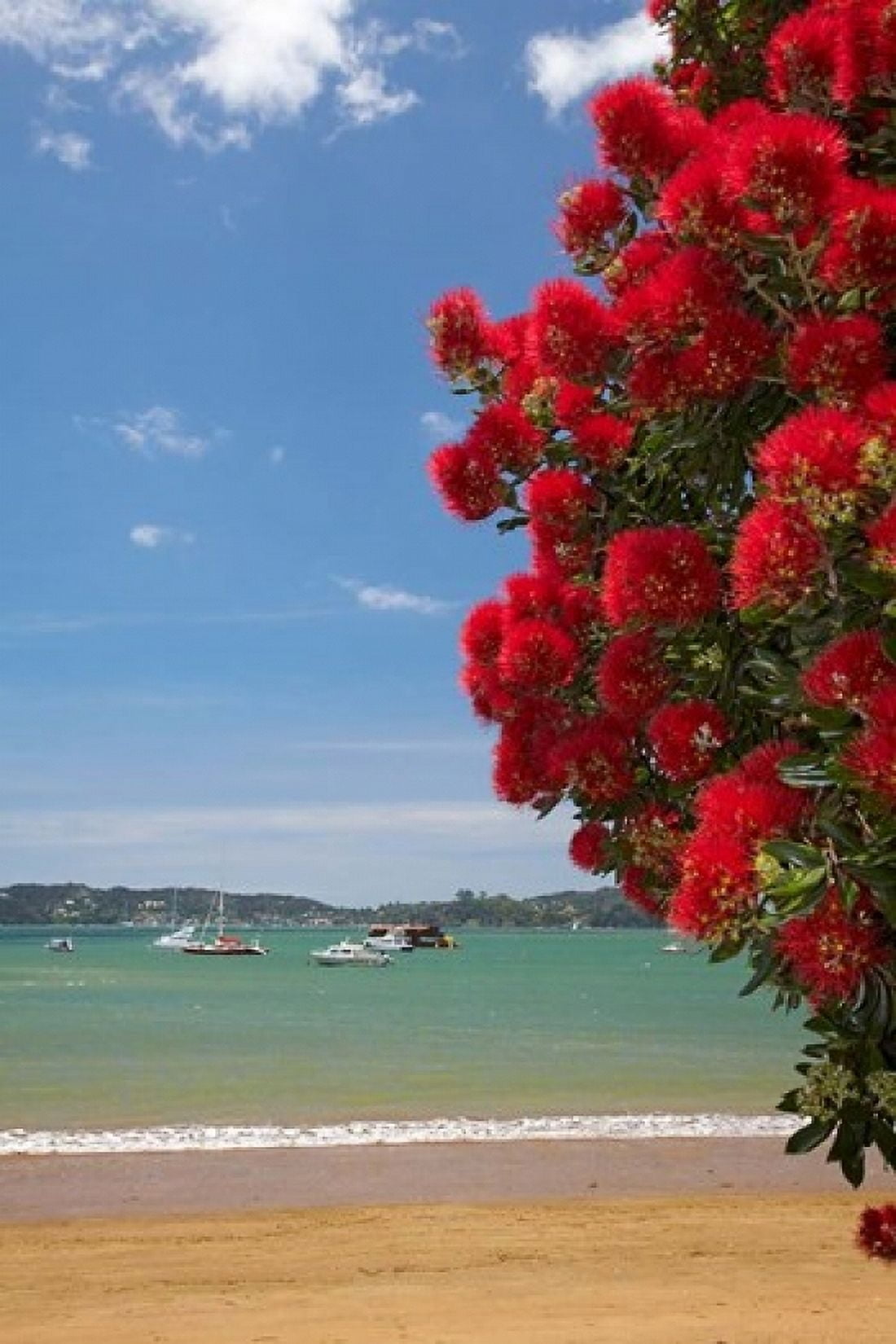 Pohutukawa tree beach Paihia North Island New Zealand Canvas Art - David Wall DanitaDelimont (24 x 36)