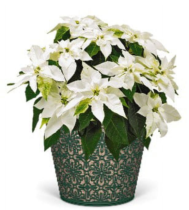 Poinsettia White 3qt