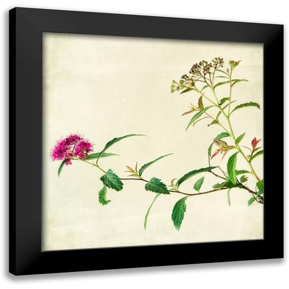 Poinski, Dianne 12x12 Black Modern Framed Museum Art Print Titled - Vntage Pink 2